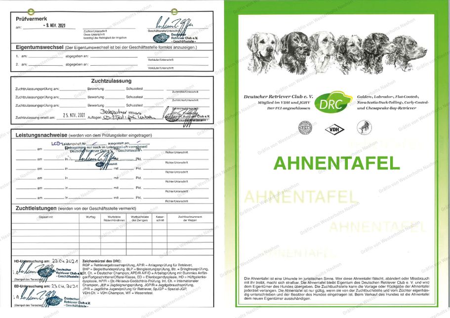 Original Pedigree kann auf Anfrage eingesehen werden!